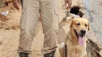 Labrador sofreu um acidente ao atuar no resgate às vítimas do ciclone no Rio Grande do Sul