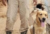 Morre Thayron, labrador que ajudava a resgatar vítimas do ciclone no RS
