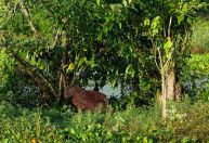 Homem é solto após matar capivaras e ser flagrado com armas de uso restrito em SP