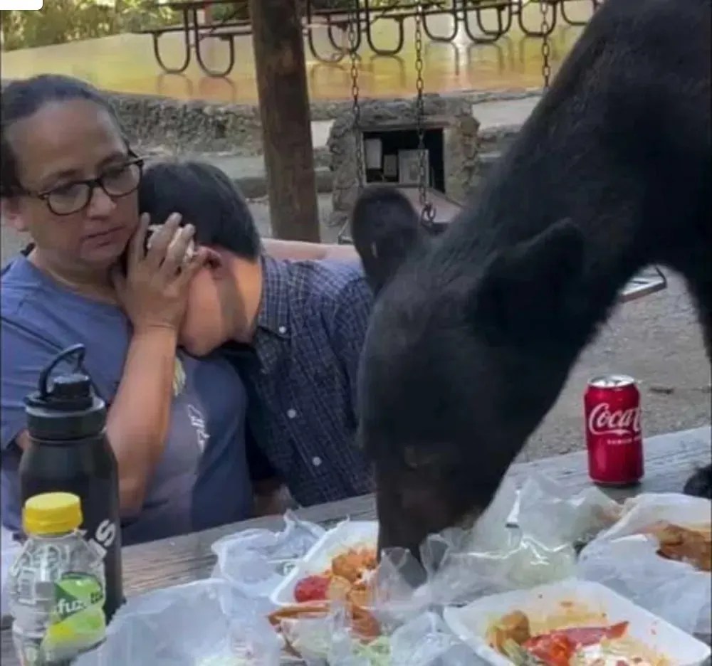 Imagem de destaque do post: Urso invade piquenique de família e devora comida no México; assista