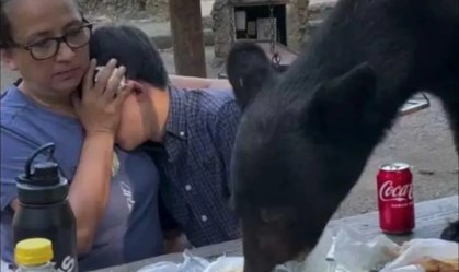 Imagem de destaque do post: Urso invade piquenique de família e devora comida no México; assista