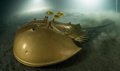 Prêmio Fotógrafo de Vida Selvagem de 2023 anuncia vencedores; veja fotos