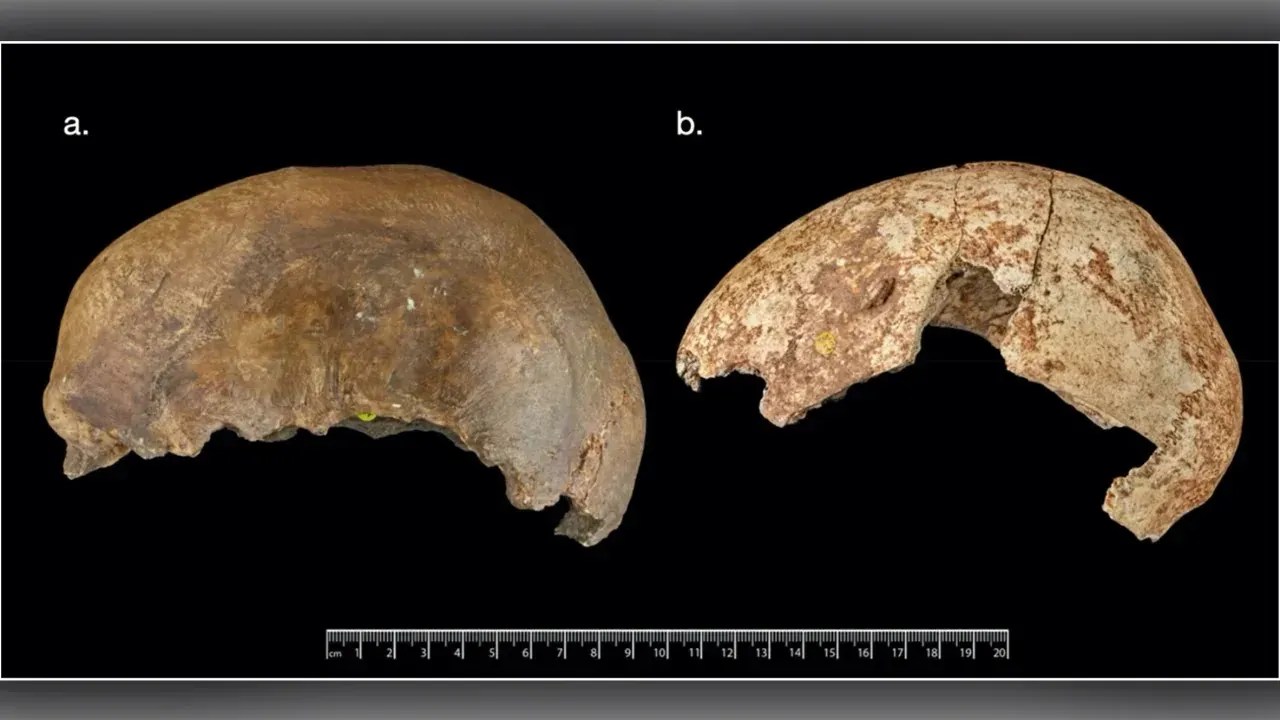 Restos humanos com marcas de mordidas, ossos do crânio com marcas de corte e ossos quebrados propositalmente em um padrão associado à extração de medula óssea em busca de nutrientes sugeriam canibalismo / Trustees of the Natural History Museum