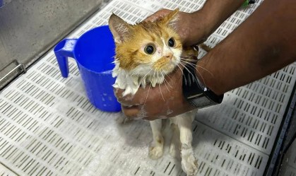 50 gatos são encontrados mortos no deserto dos Emirados Árabes em uma semana