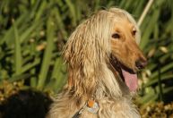 Família adota cachorro de raça que fugiu e Justiça de SP manda devolver