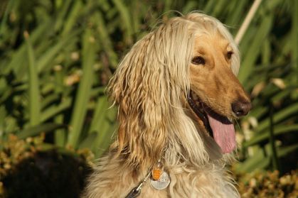 Cão da raça galgo afegão