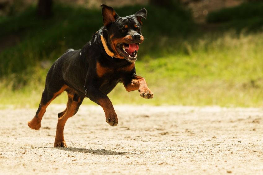 Rottweiler / CACHORRO / REUTERS / Ammit / Alamy