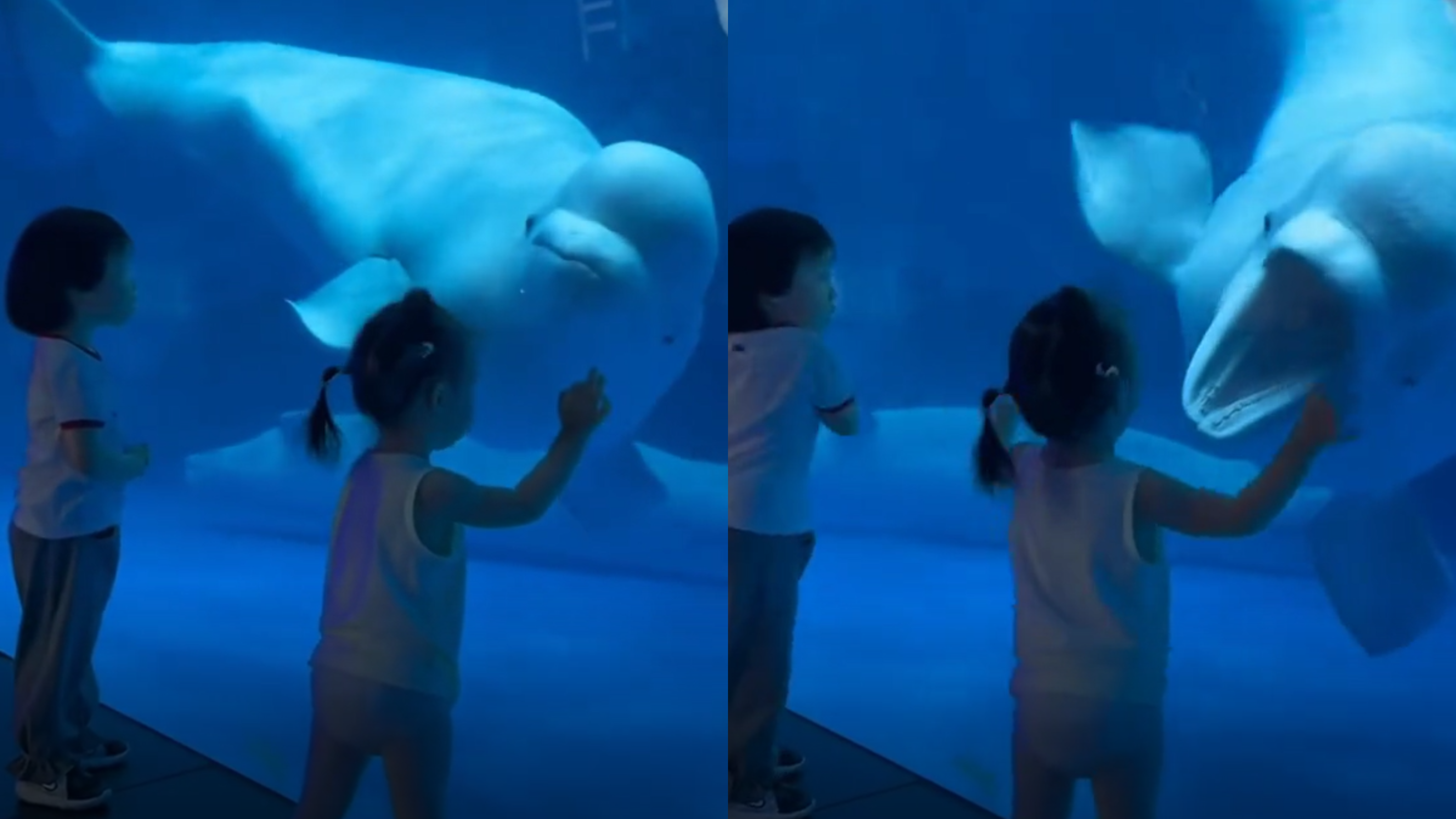Baleia beluga assusta criança