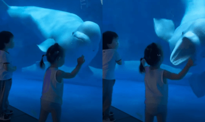 Vídeo: Baleia beluga assusta crianças com "careta" em aquário
