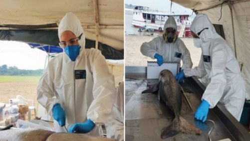 Pesquisadores têm feito análises nos botos que morreram no Amazonas