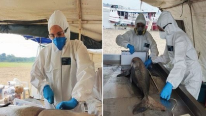 Pesquisadores têm feito análises nos botos que morreram no Amazonas