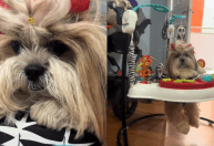 Mãe de pet: cachorra brincando com balanço infantil viraliza; veja vídeo
