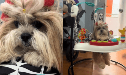 Mãe de pet: cachorra brincando com balanço infantil viraliza; veja vídeo