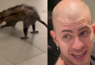 Jade Picon leva susto com gambá e compara bicho com seu irmão; veja vídeo