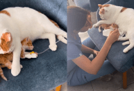 Gatinho hospitalizado é “adotado” por outro gato e momento viraliza; veja vídeo