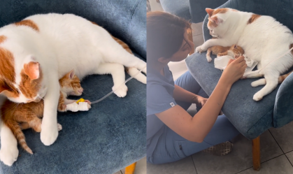 Gatinho hospitalizado é “adotado” por outro gato e momento viraliza; veja vídeo