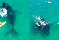 Família de baleias nada ao lado de caiaques no mar da Austrália; veja vídeo