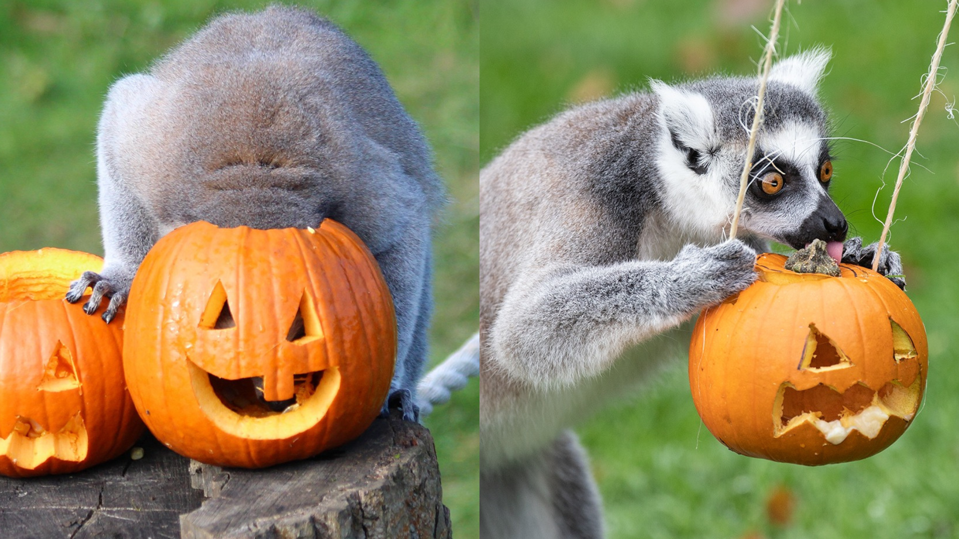 Halloween no Whipsnade Zoo