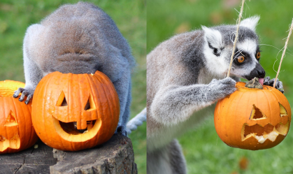 Halloween no Whipsnade Zoo
