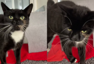 Vídeo: conheça gato com dois narizes resgatado na Inglaterra 