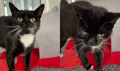Gato com dois narizes é resgatado na Inglaterra