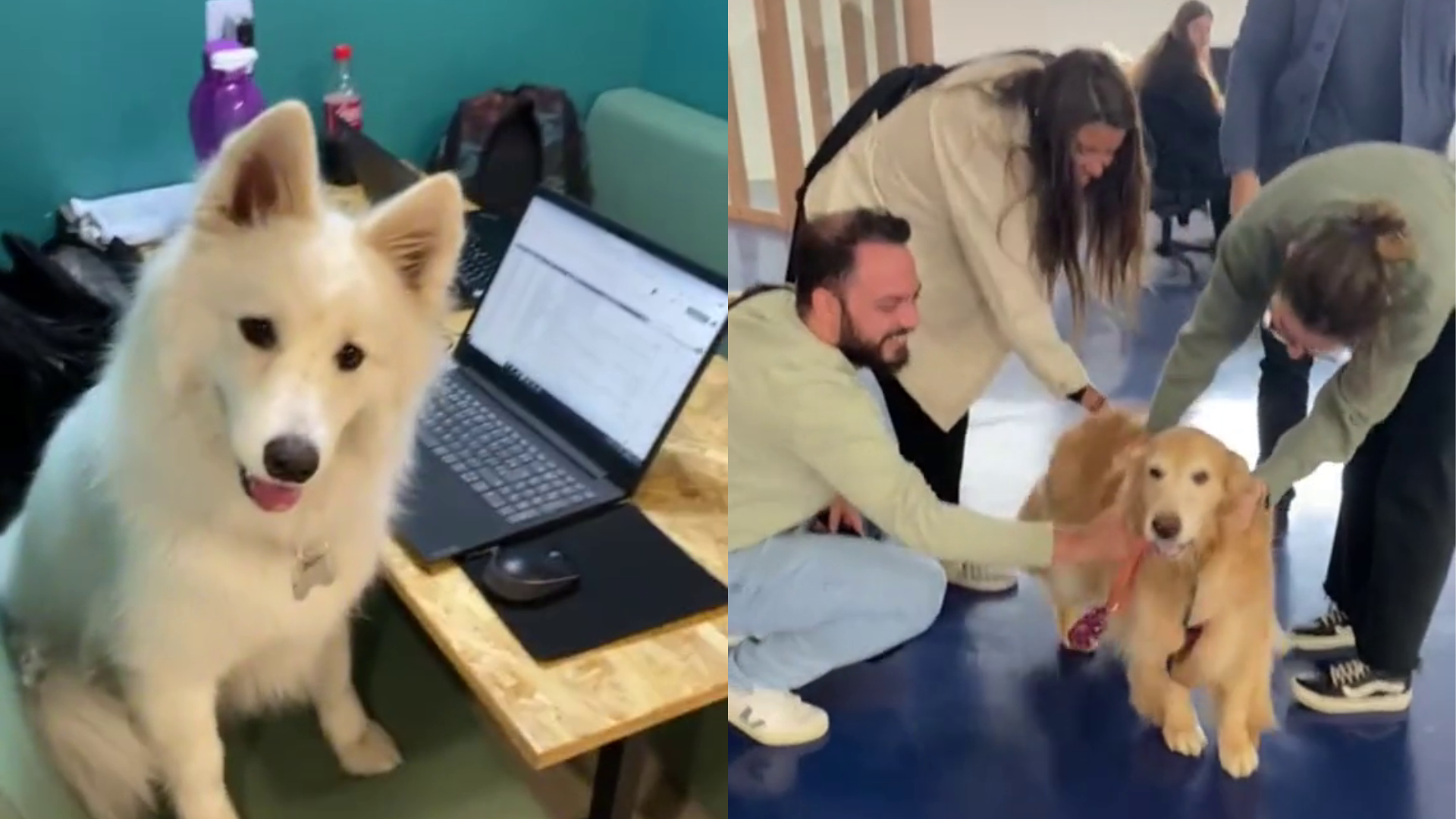 Escritório pet friendly