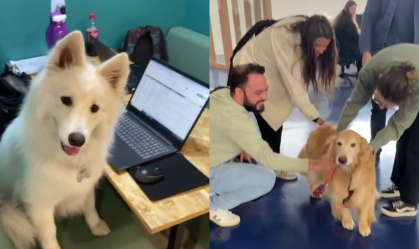 Escritório pet friendly viraliza nas redes sociais; veja vídeo