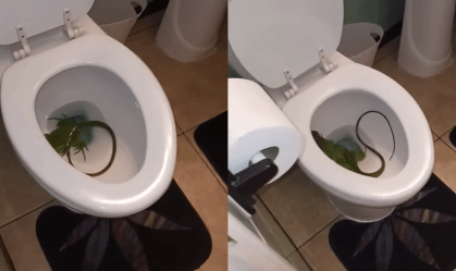 Homem encontra iguana dentro de privada nos EUA; veja 