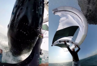 Vídeo: Baleia atinge praticante de windsurfe em praia na Austrália