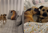 Cachorro viraliza com reação a uma almofada igual a ele; veja