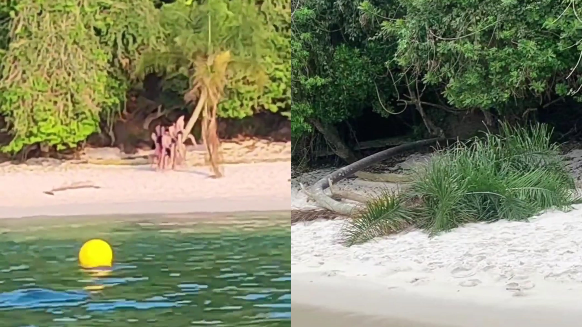 Coqueiro praia de Jurubaíba, mais conhecida como Praia do Dentista