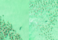 Tubarão é flagrado perseguindo centenas de arraias em ilha nos EUA; assista