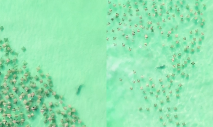 Tubarão é flagrado perseguindo centenas de arraias em ilha nos EUA; assista