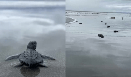 500 filhotes de tartaruga marinha são soltos em praia na Colômbia; veja