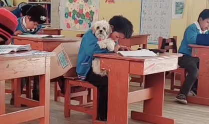 Aluno comove e professora autoriza a presença de cachorrinha na sala de aula