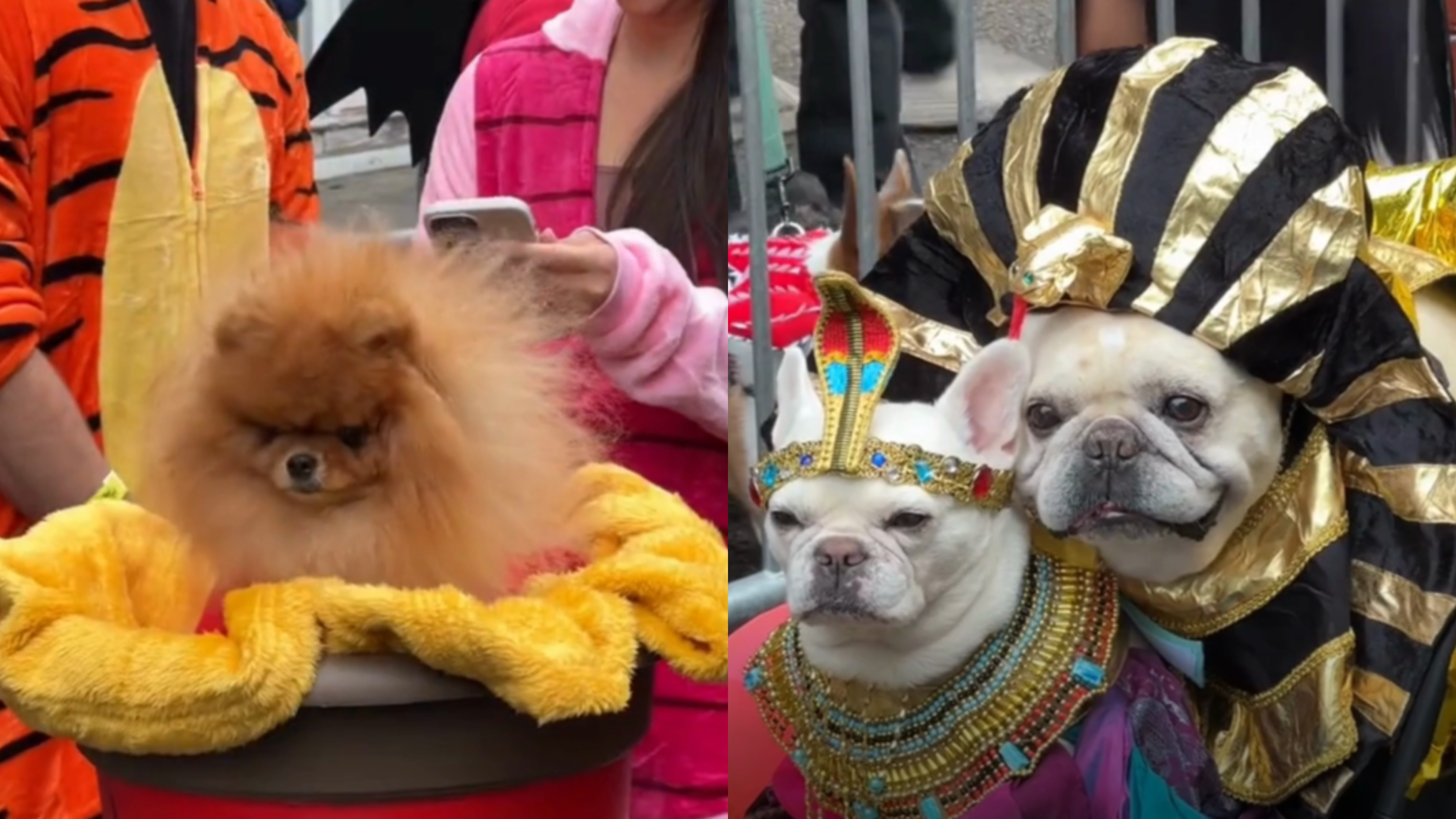 Desfile de Halloween para Cachorros