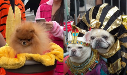 Desfile de fantasias de Halloween para cachorros em NY viraliza; veja
