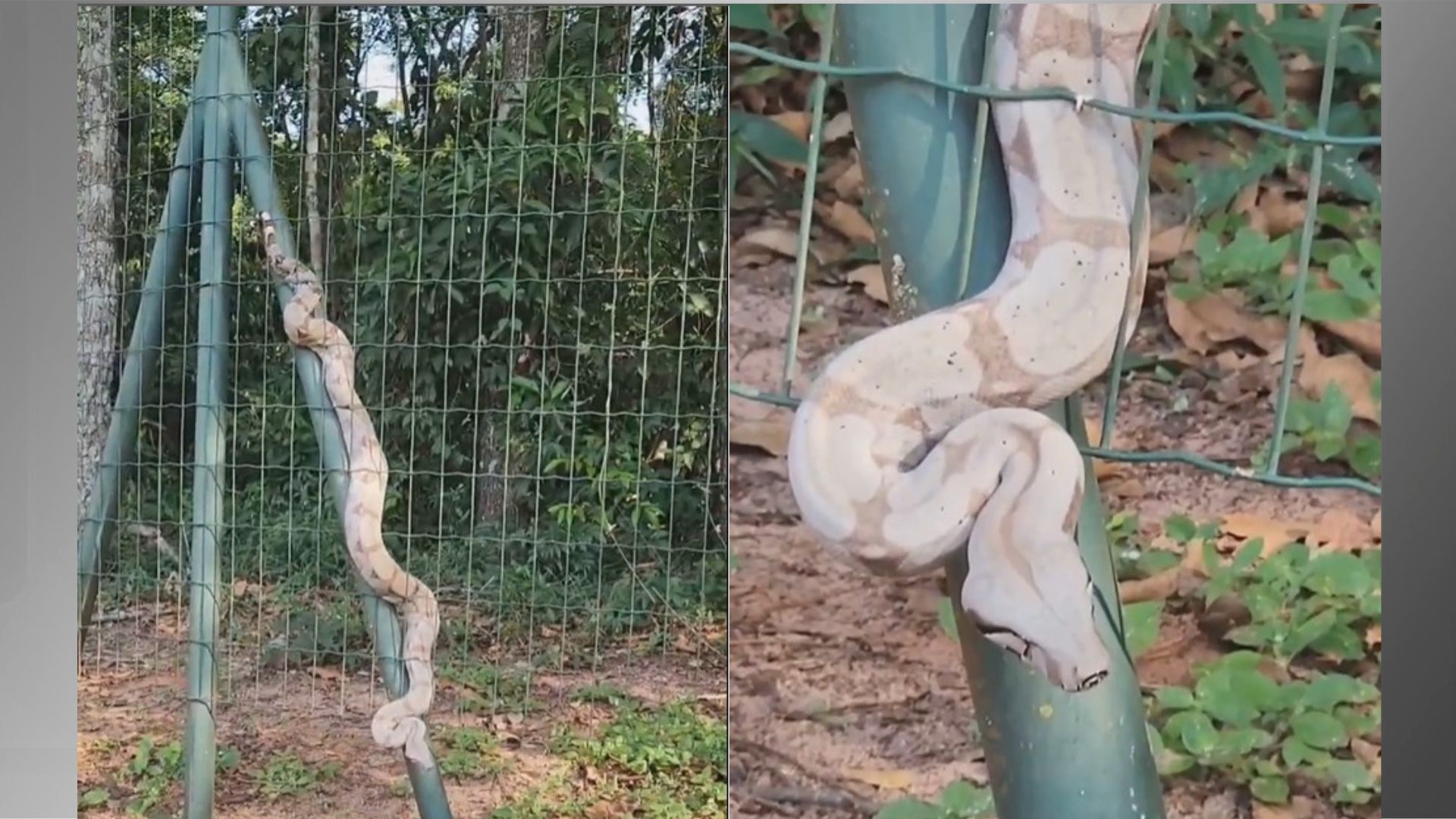 Jiboia foi encontrada na cerca da Assembleia Legislativa do Mato Grosso do Sul