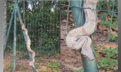 Jiboia foi encontrada na cerca da Assembleia Legislativa do Mato Grosso do Sul