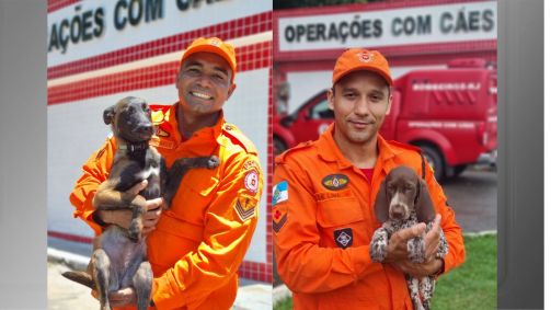 Novas filhotes do canil do Corpo de Bombeiros do Rio