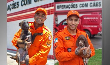 Após votação nas redes sociais, filhotes do canil dos Bombeiros do Rio recebem nomes
