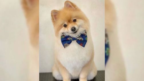 Cachorro Fox morreu após ataque de Bull Terrier