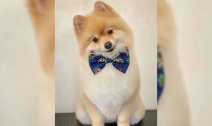 Cachorro Fox morreu após ataque de Bull Terrier