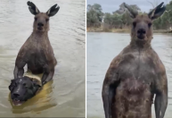 Vídeo: homem luta com canguru “fortão” que tentava afogar cachorro