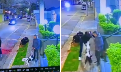 Cachorro protege tutor, ataca suspeito e impede assalto em SP; veja momento