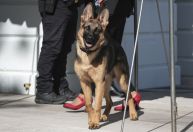 Cachorro de Biden vira “problema sério” na Casa Branca após morder agentes