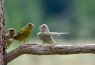Concurso de fotos cômicas de animais selvagens divulga finalistas; veja imagens