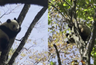 Pandas gigantes são flagrados descansando em árvore na China; veja vídeo