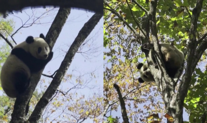 Pandas gigantes são flagrados descansando em árvore na China; veja vídeo