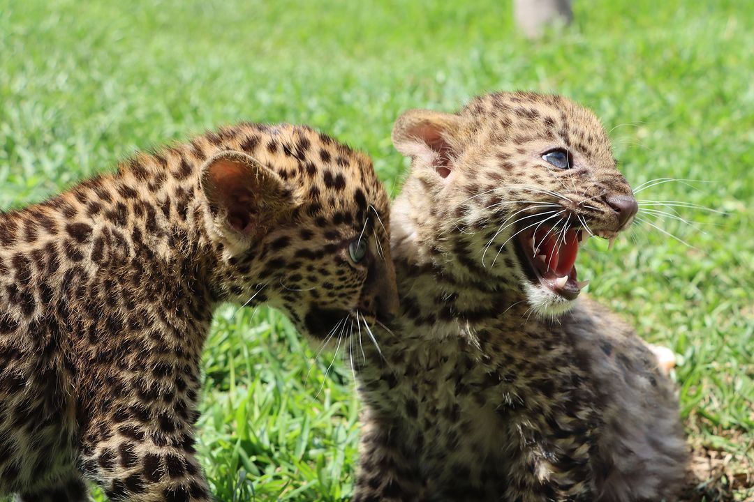 Zoológico no Peru apresenta dois filhotes de leopardo; veja imagens ...